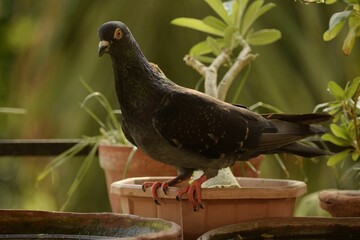 house pigeon or domestic pigeon