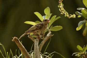 female house sparrow on the tree branch