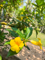 yellow flowers on the tree
