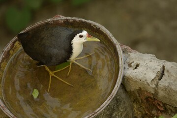 the white-breasted water hen in a wide water bowl