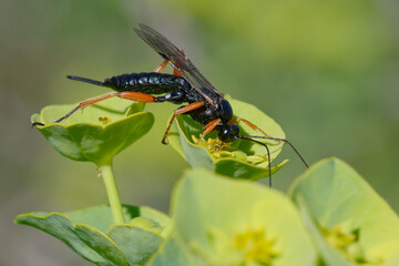 Black slip wasp (Pimpla rufipes) on a flower
