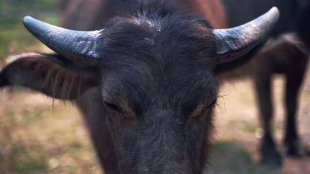 Furry head and wet snout of horned water buffalo wiggling its ears.