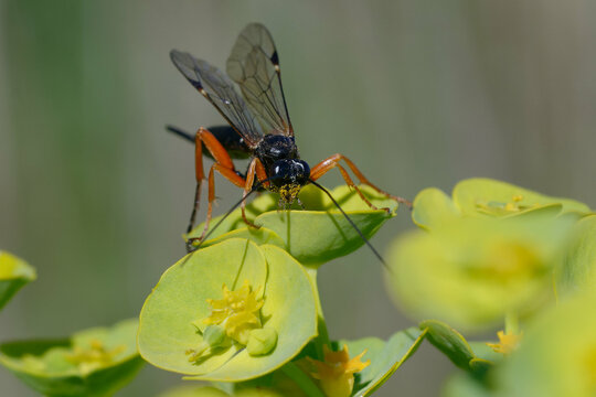 Black slip wasp (Pimpla rufipes) on a flower