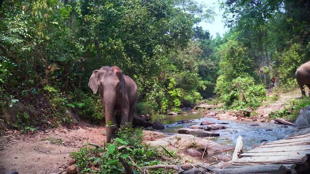 Large asian elephant crossing jungle stream and walking on dirth path.