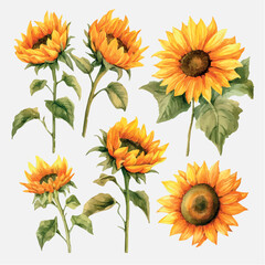 Sunflowers drawing on white background isolated vector. Sunflower drawing watercolor vector. Beautiful sunflowers pattern. Floral pattern. Floral print.