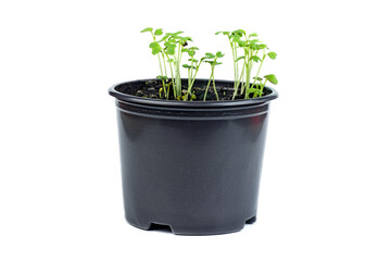 Seedlings of fresh green arugula (Eruca vesicaria) in a pot, isolated on white background.