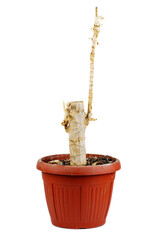 Dead and dried in a brown plastic pot isolated on white background.