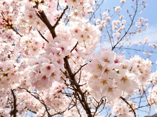 Obraz premium 青空に映える満開の桜