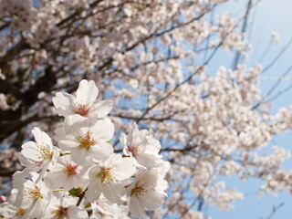青空に映える桜