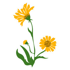 Yellow Dandelion Illustration