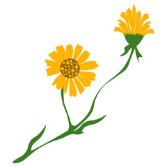 Yellow Dandelion Illustration