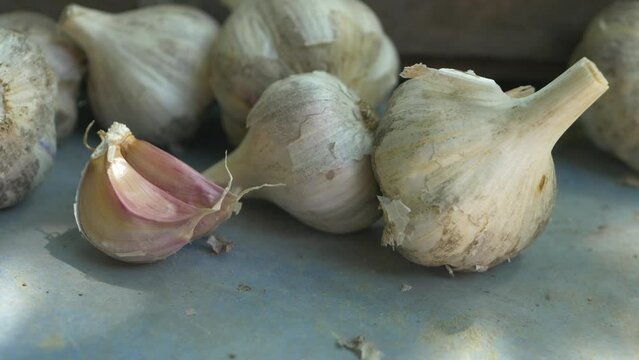 Fresh raw white garlic with segments on wooden background. Pungent flavor as seasoning or condiment, traditional medicine. Spicy culinary ingredient