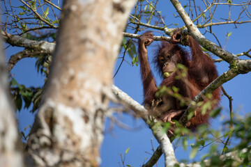 Orangutan in Borneo living in the wild are always on trees. They almost never touch the ground. 