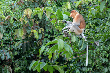 Proboscis Monkey also known as long nose monkey in the trees of Borneo rain forest