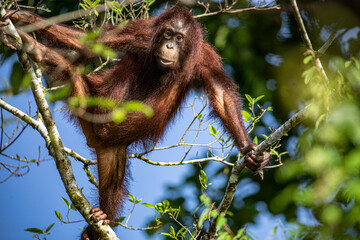 Orangutan in Borneo living in the wild are always on trees. They almost never touch the ground. 