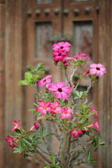 Desert rose at the garden in front of house
