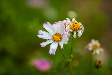 Beautiful Cosmos flowers in garden. Nature background.