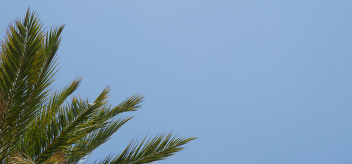 Naklejka na ściany i meble Palm tree with green leaves, blue sky space.