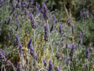 Expanse of land with lavender plants as a natural background.