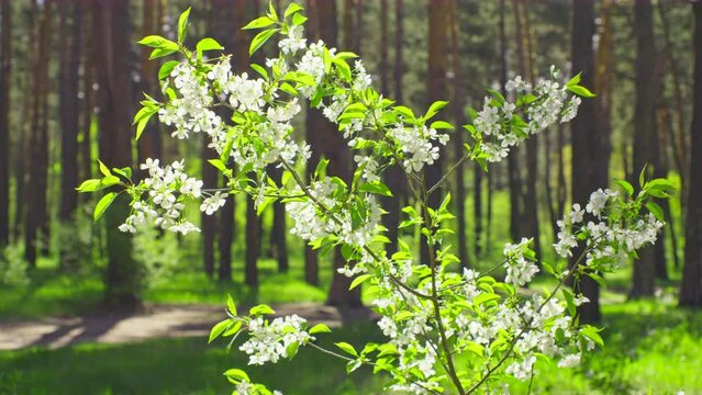 Sun branch sunset fresh leaves summer spring tree boken wind