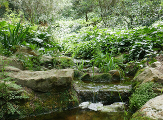 Leafy and green vegetation with a small stream, moments of calm and silence.