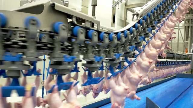 chicken meat food industry farm bird industrial animal production work hanging conveyor machine