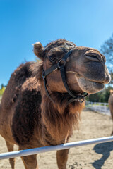A one-humped camel in a paddock, stretching its neck at the viewer. Close-up portrait of a camel.