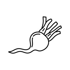 Turnip hand drawn outline doodle icon. Vector sketch illustration of healthy vegetable, raw turnip for print, web, mobile and infographics isolated on white background.