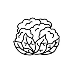 A black and white drawing of a cabbage. cauliflower doodle. cauliflower vector, cabbage doodle