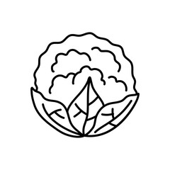 A black and white drawing of a cabbage. cauliflower doodle. cauliflower vector, cabbage doodle
