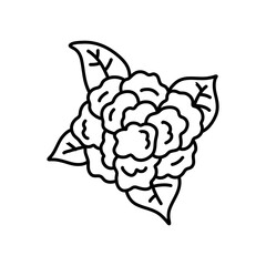 A black and white drawing of a cabbage. cauliflower doodle. cauliflower vector, cabbage doodle