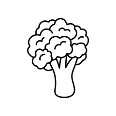 A black and white drawing of a cabbage. cauliflower doodle. cauliflower vector, cabbage doodle