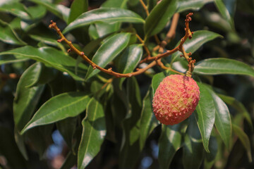 strawberry in the garden, fruit on the tree