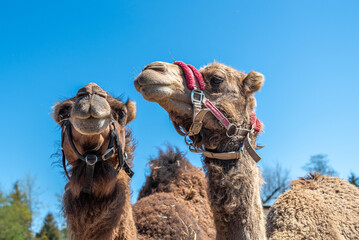 Two brown humped camels behind the hedge pull their snouts.
