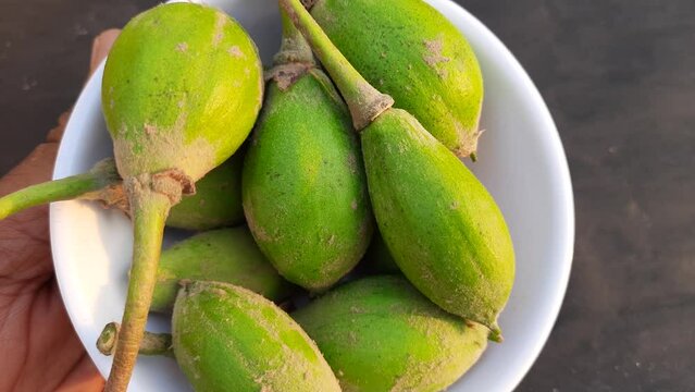 Madhuca Longifolia fruits. It is part of a traditional Indian food. Its other names&nbsp;madhuka,&nbsp;mahuwa,&nbsp;mahua,&nbsp;mahwa,&nbsp;mohulo,&nbsp;Iluppai and vippa chettu. It is found in summer season.