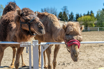 Two brown humped camels behind the hedge pull their snouts.