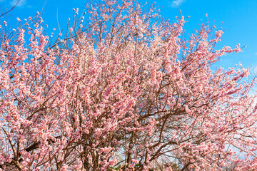 Branches of spring tree in blossom with on blue sky, Varna, Bulgaria