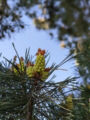 Kieferngew&auml;chs, Pinus