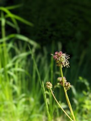 Kleiner Wiesenknopf, Pimpinelle, Sanguisorba minor