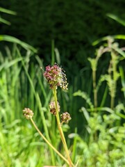 Kleiner Wiesenknopf, Pimpinelle, Sanguisorba minor