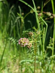 Kleiner Wiesenknopf, Pimpinelle, Sanguisorba minor
