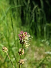 Kleiner Wiesenknopf, Pimpinelle, Sanguisorba minor