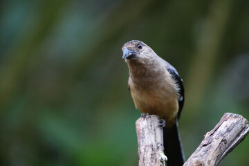 Bornean treepie (Dendrocitta cinerascens) in Sabah, Borneo, Malaysia