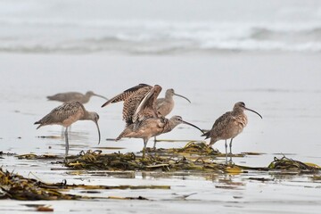 Birds on Morro bay beach, California.