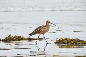 Birds on Morro bay beach, California.
