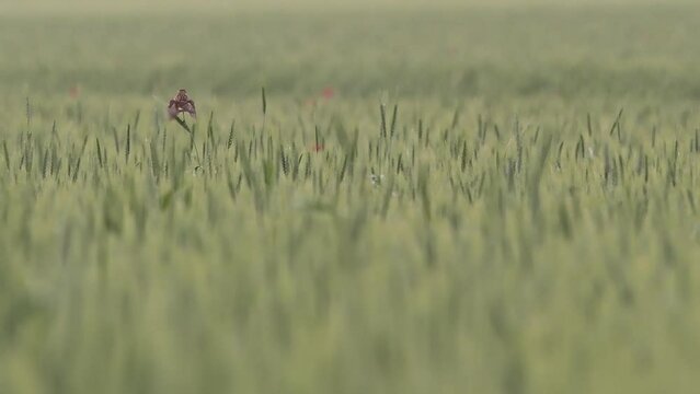 Under the rain in the cornfield, the Whinchat at hunt (Saxicola rubetra)