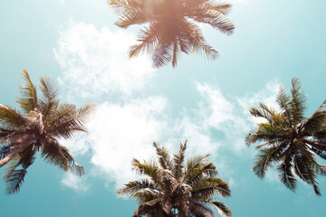 Tropical palm coconut trees on sunset sky flare.