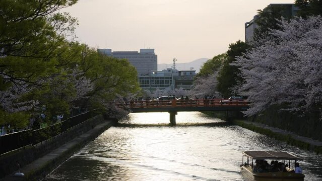 Slow motion static shot of tourists walking and boating admiring the cherry blossoms