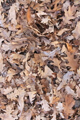 autumn leaves on the ground