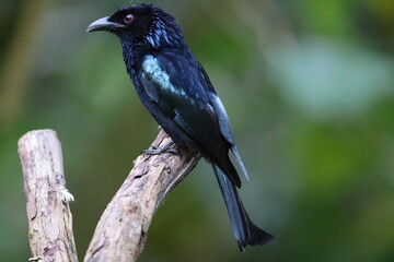 Hair-crested Drongo (Dicrurus hottentottus) in Sabah, Borneo, Malaysia